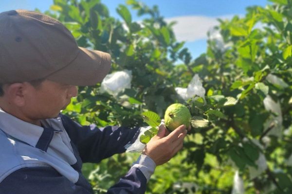 Đến đâu mua đặc sản ổi Hưng Trạch thơm ngon, chất lượng