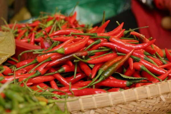 Định hướng tương lai của nghề trồng ớt tại Bố Trạch