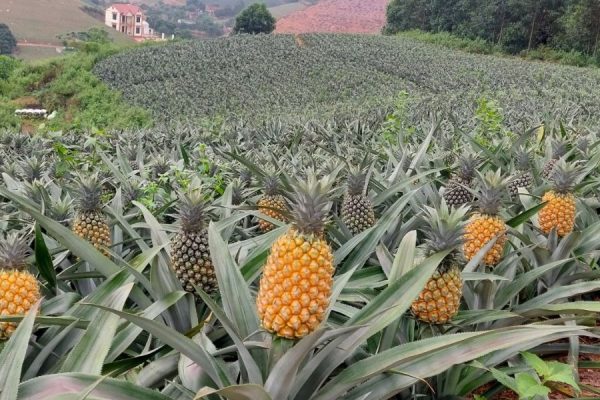 Dứa Minh Hóa - Dễ trồng và chi phí thấp