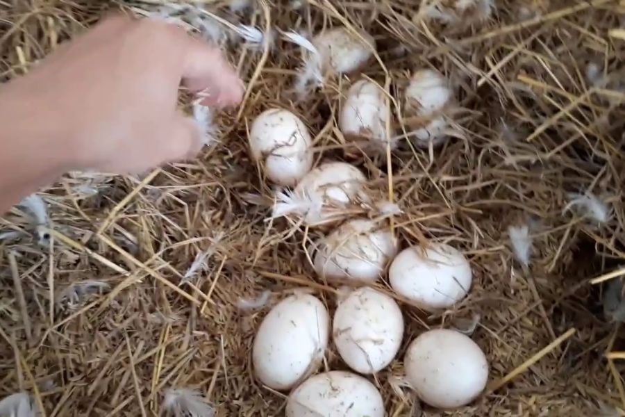 Quy trình chăm sóc và sản xuất trứng Lương Yến